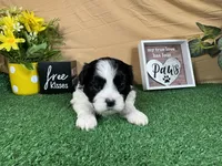 Twix, a male Shih Tzu for sale in Waynesville, MO – 2 of 3
