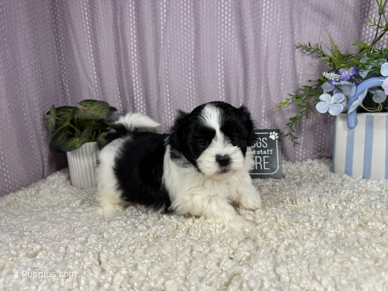 Twix – Shih Tzu puppy for sale in Waynesville, MO