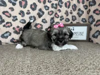 Ivy, a female Havanese for sale in Waynesville, MO – 5 of 10