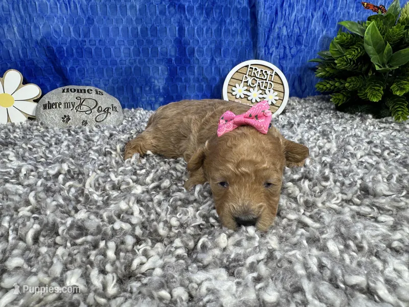 August – Maltipoo puppy for sale in Waynesville, MO