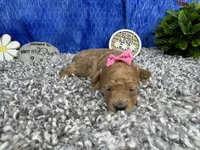 August, a female Maltipoo for sale in Waynesville, MO – 1 of 4
