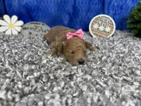 August, a female Maltipoo for sale in Waynesville, MO – 2 of 4
