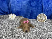August, a female Maltipoo for sale in Waynesville, MO – 3 of 4