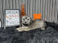 Iggy, a male Havanese for sale in Waynesville, MO – 3 of 10