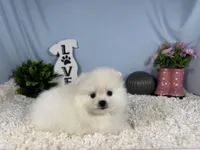 Phoenix, a male Pomeranian for sale in Waynesville, MO – 3 of 3