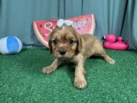 Renae, a female Cavalier King Charles Spaniel for sale in Waynesville, MO – 3 of 3