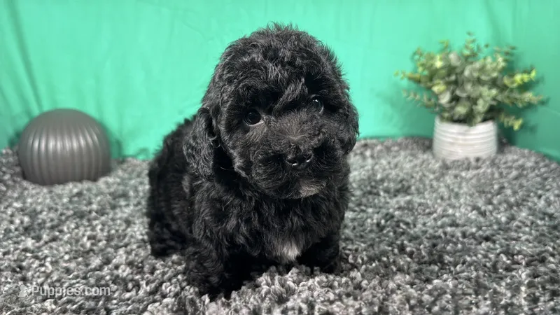 Nick – Poodle - Toy  puppy for sale in Waynesville, MO