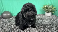 Nick, a male Poodle - Toy  for sale in Waynesville, MO – 1 of 3