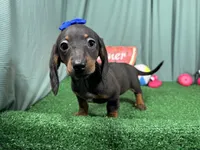 Pearl, a female Miniature Dachshund for sale in Waynesville, MO – 2 of 3