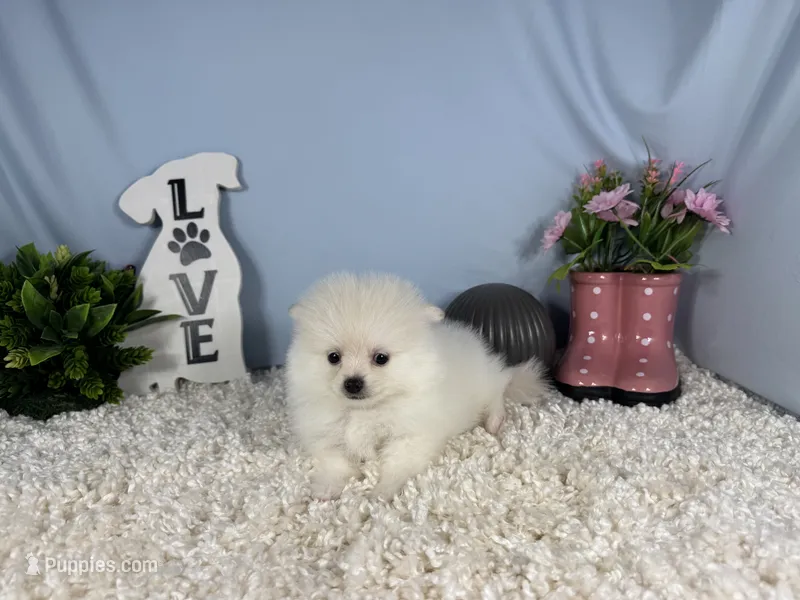 Pumba – Pomeranian puppy for sale in Waynesville, MO