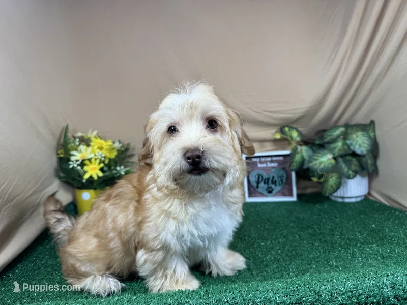 Izaiah – Havapoo puppy for sale in Waynesville, MO