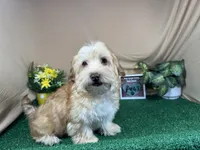 Izaiah, a male Havapoo for sale in Waynesville, MO – 4 of 10