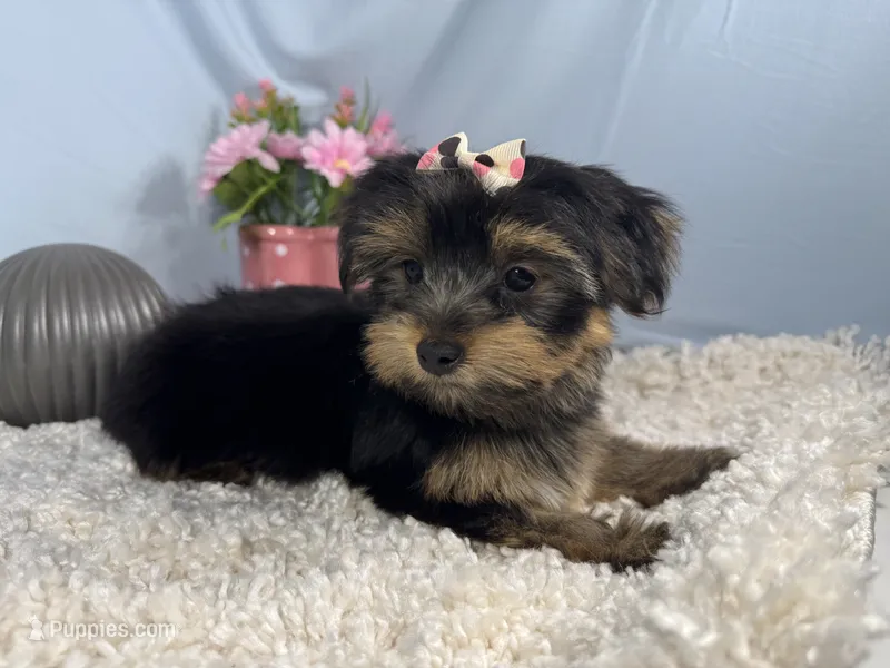 Sophia – Yorkshire Terrier puppy for sale in Waynesville, MO