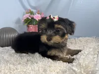 Sophia, a female Yorkshire Terrier for sale in Waynesville, MO – 6 of 10