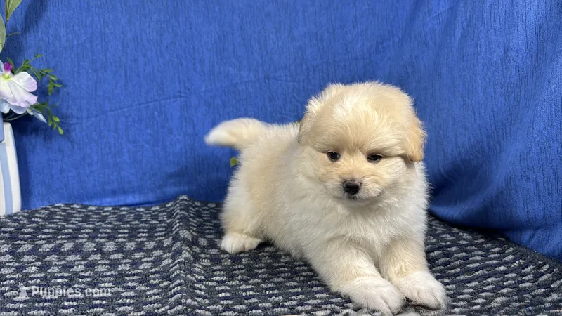 Balto – Pomapoo puppy for sale in Waynesville, MO