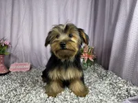 Scottie, a male Yorkshire Terrier for sale in Waynesville, MO – 3 of 10