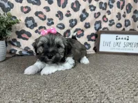 Ivy, a female Havanese for sale in Waynesville, MO – 6 of 10