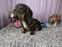 Patrick, a male Miniature Dachshund for sale in Waynesville, MO – 2 of 10