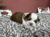 Theodore, a male Shih Tzu for sale in Waynesville, MO – 2 of 4