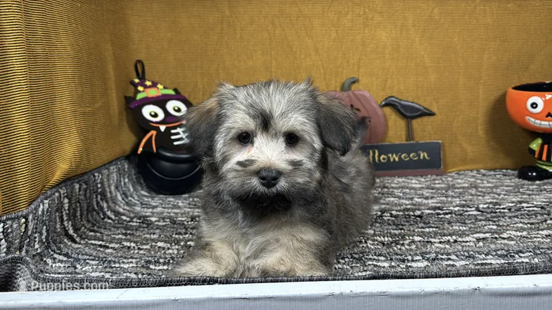 Iggy – Havanese puppy for sale in Waynesville, MO