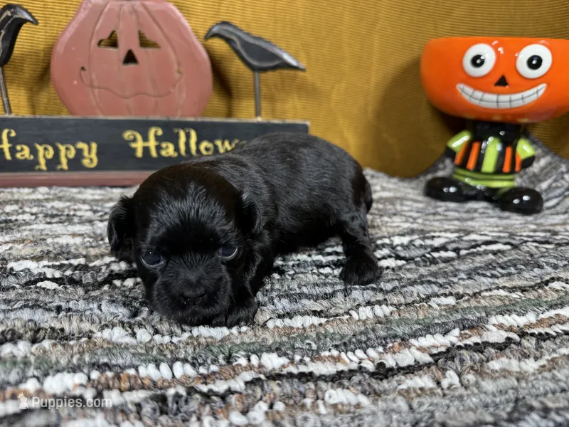 Buttercup – Peekapoo puppy for sale in Waynesville, MO