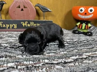 Buttercup, a female Peekapoo for sale in Waynesville, MO – 1 of 3