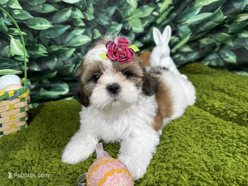 Tigerlilly – Shih Tzu puppy for sale in Waynesville, MO