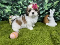 Tigerlilly, a female Shih Tzu for sale in Waynesville, MO – Photo 3 of 3
