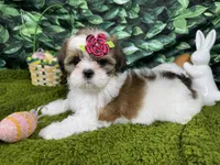 Tigerlilly, a female Shih Tzu for sale in Waynesville, MO – Photo 2 of 3