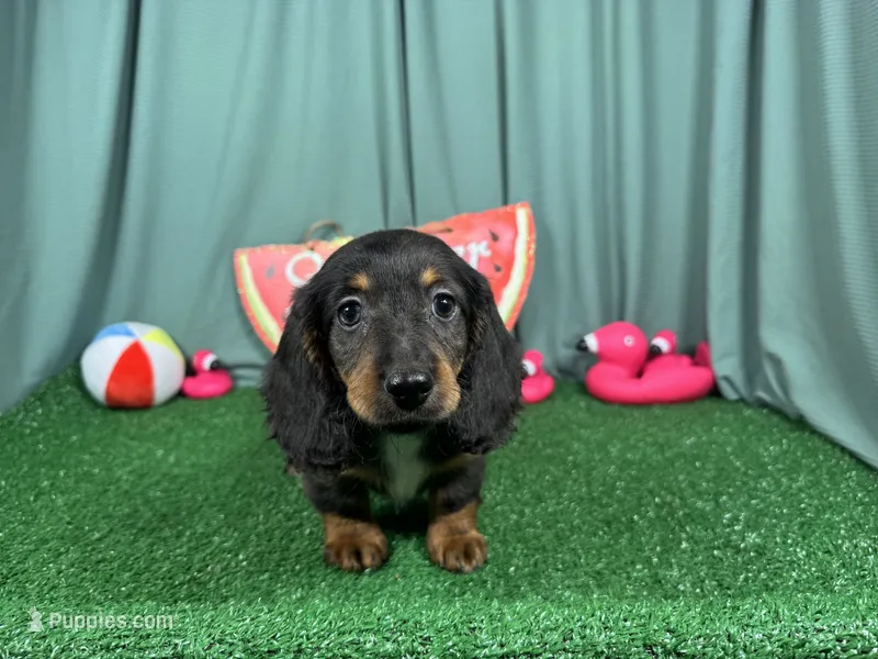 Patrick – Miniature Dachshund puppy for sale in Waynesville, MO
