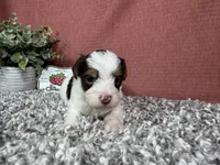 Malachi, a male Yorkipoo for sale in Waynesville, MO – 7 of 10