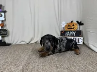 Graham, a male Miniature Dachshund for sale in Waynesville, MO – 2 of 3