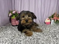 Samuel, a male Yorkshire Terrier for sale in Waynesville, MO – 3 of 10