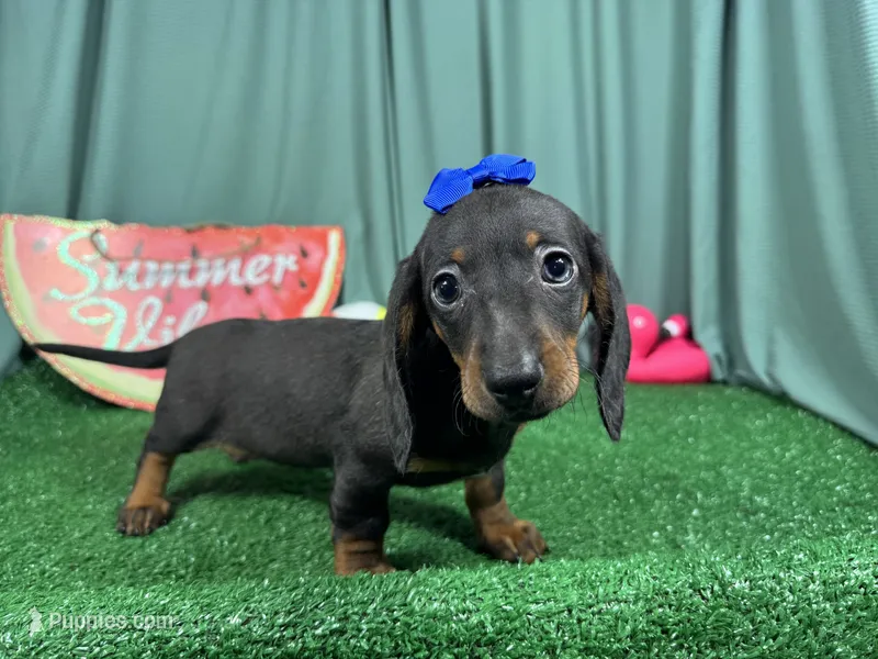 Pearl – Miniature Dachshund puppy for sale in Waynesville, MO