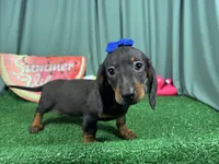 Pearl, a female Miniature Dachshund for sale in Waynesville, MO – 1 of 3