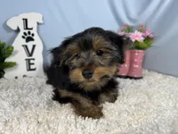 Samuel, a male Yorkshire Terrier for sale in Waynesville, MO – 8 of 10