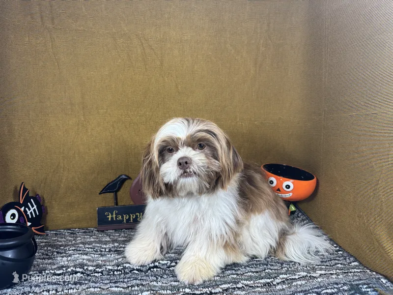 Gilroy – Shih Tzu puppy for sale in Waynesville, MO