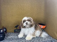 Gilroy, a male Shih Tzu for sale in Waynesville, MO – 1 of 10