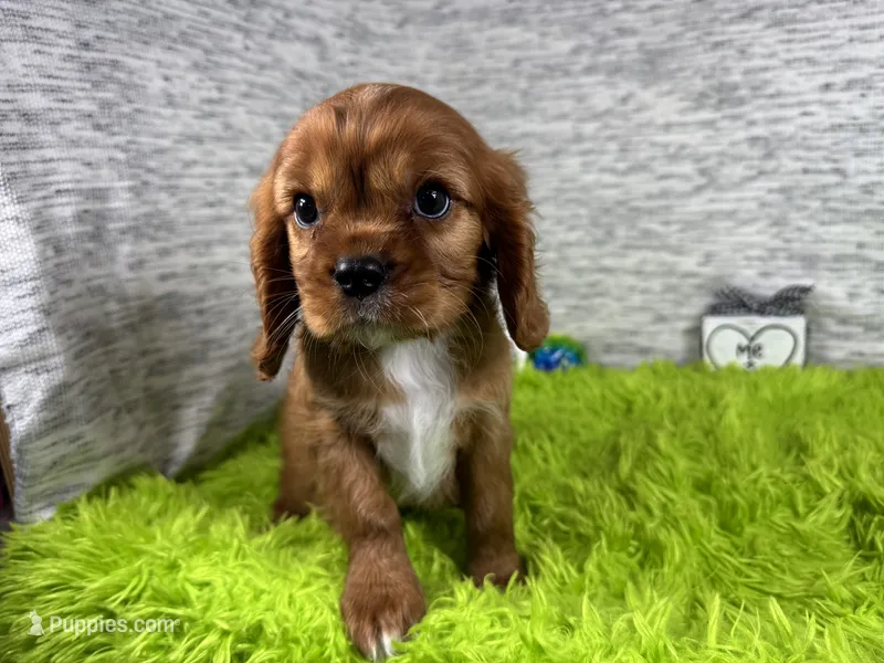 Ruffus – Cavalier King Charles Spaniel puppy for sale in Waynesville, MO