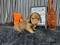 Pepsi, a male Miniature Dachshund for sale in Waynesville, MO – 3 of 3