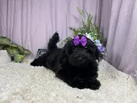 Angie, a female Havapoo for sale in Waynesville, MO – 5 of 9