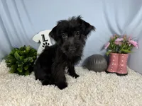 Milton, a male Yorkipoo for sale in Waynesville, MO – 2 of 4