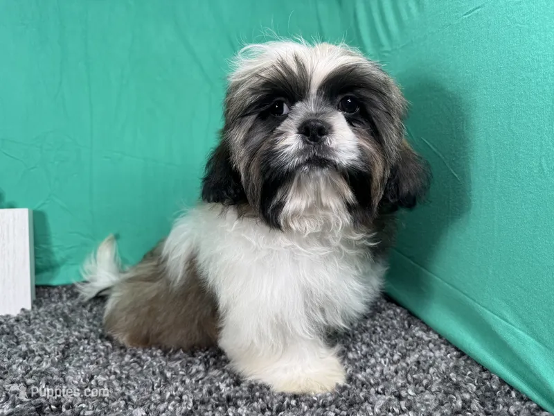 Gus – Shih Tzu puppy for sale in Waynesville, MO