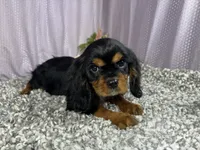 Romeo, a male Cavalier King Charles Spaniel for sale in Waynesville, MO – 3 of 9