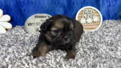 Preacher, a male Shih Tzu for sale in Waynesville, MO – 4 of 4