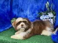 Gilroy, a male Shih Tzu for sale in Waynesville, MO – 5 of 10