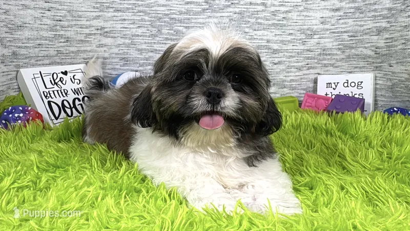 Gus – Shih Tzu puppy for sale in Waynesville, MO