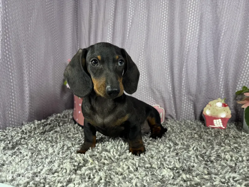 Percy – Miniature Dachshund puppy for sale in Waynesville, MO