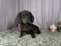 Percy, a male Miniature Dachshund for sale in Waynesville, MO – 1 of 10