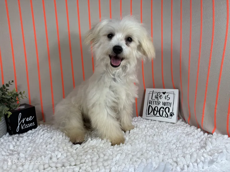 Curtis – Maltipoo puppy for sale in Waynesville, MO